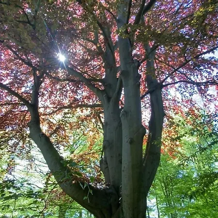 La Des Ecureuils לינה וארוחת בוקר